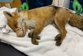 The RSPCA said the snare had caused such severe injuries that the decision was made by the vet to put the fox to sleep to prevent further suffering.