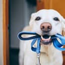 It's natural for dogs to get excited about going for a walk (photo: Adobe)