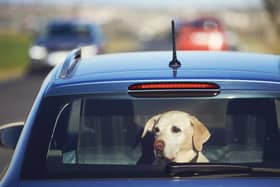 Dogs stuck in hot cars can quickly become unwell