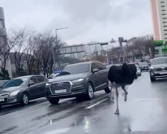 An escaped ostrich holds up traffic in South Korea.