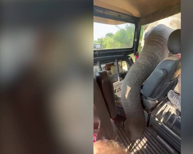 Elephant uses trunk to rummage for snacks in tourists’ Jeep.