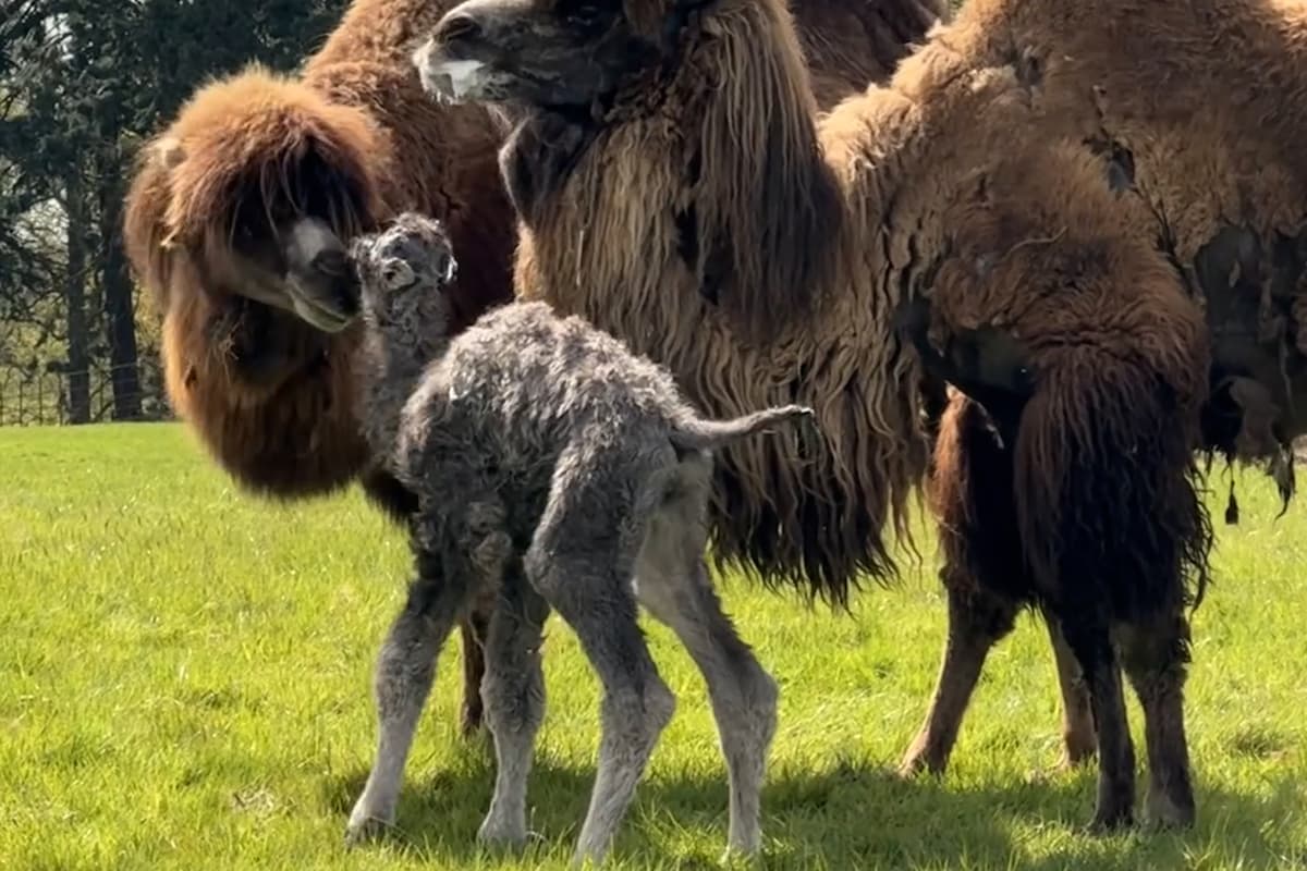 Woburn Safari Park: Der Moment, in dem ein flauschiges, seltenes ...