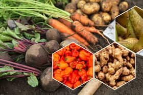 From chillies to pears, beets to Jerusalem artichokes, there are plenty of exciting fruits and veggies in season now