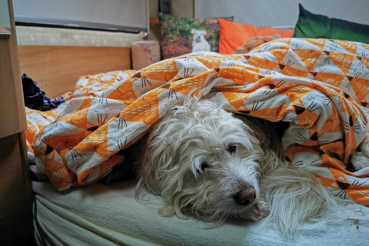 Best calming chews to help your dog stay relaxed during fireworks season