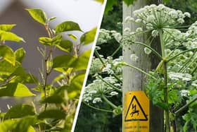 Japanese knotweed (left) and giant hogweed can both cause you big problems