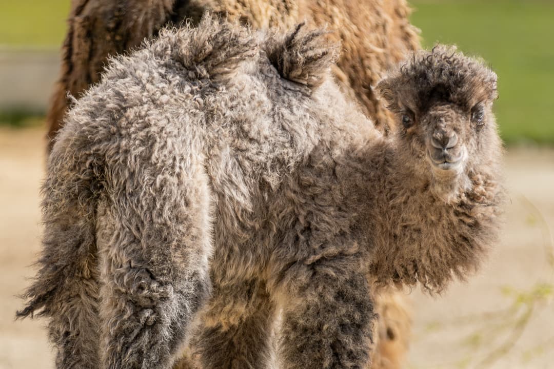 Kamelkalb im Whipsnade Zoo geboren