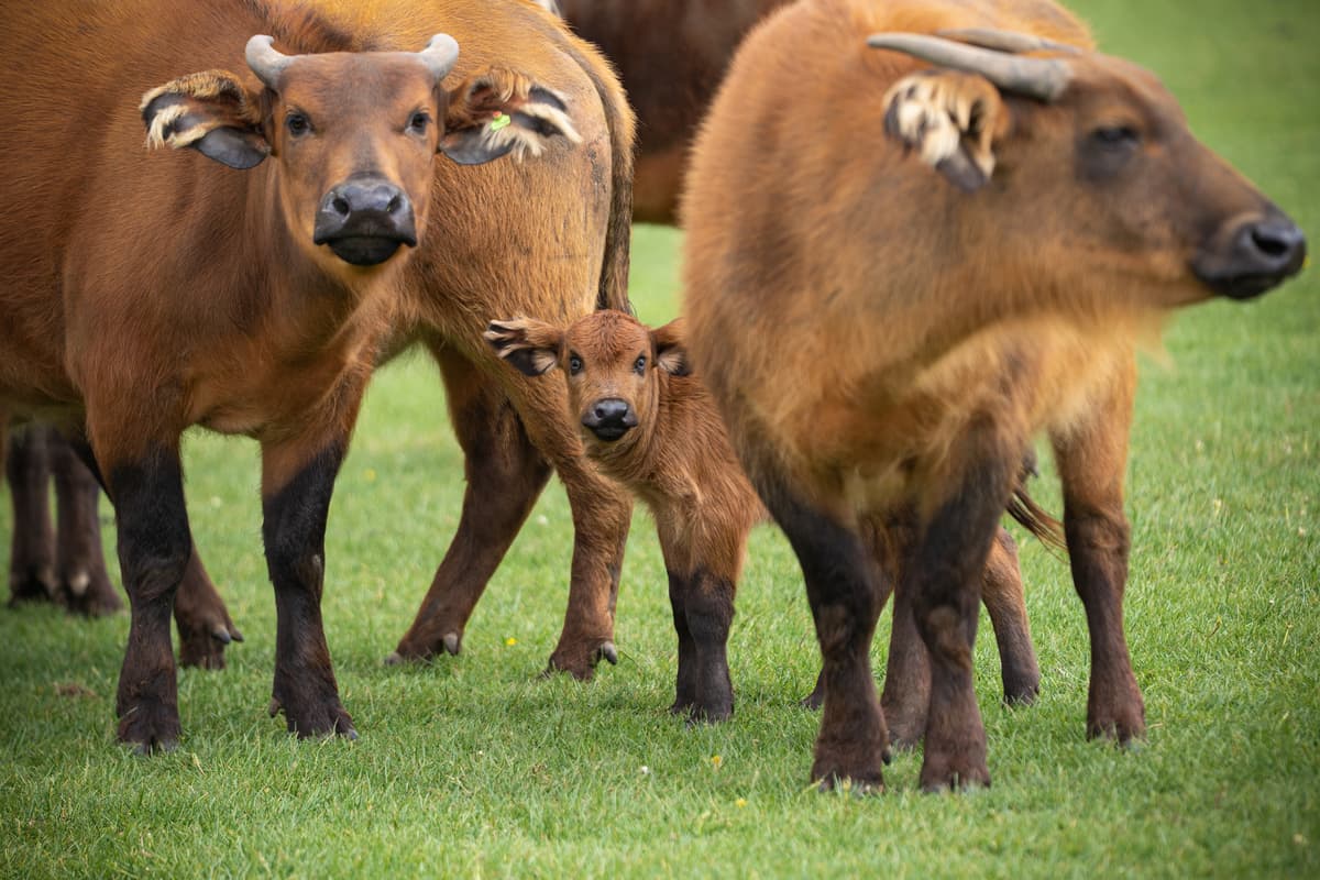 Surprise arrival of buffalo calf