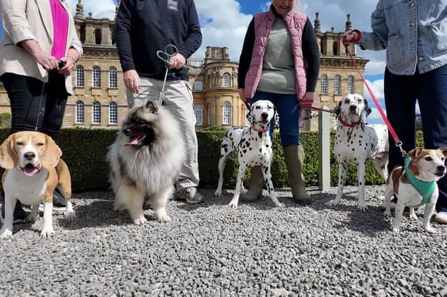 In a rare opportunity, dogs will be allowed into Blenheim Palace’s iconic Formal Gardens, an area usually off-limits to four-legged visitors