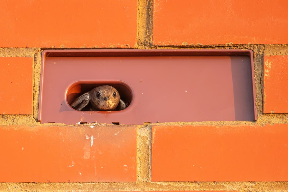 Bedfordshire homebuilders to install 10,000 SWIFT bricks by end of 2027