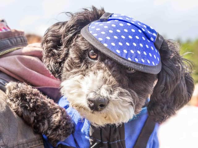 A stylish dog at Dog Fest 2018