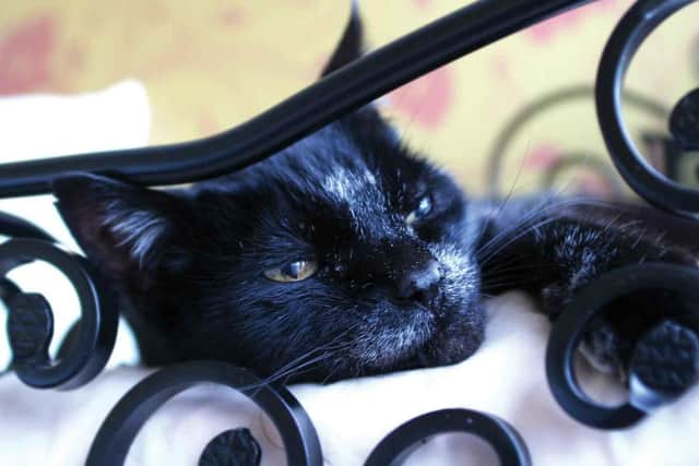 A feline guest enjoying its stay at a Longcroft Luxury Cat Hotel