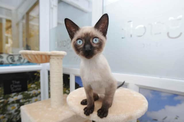 A feline guest enjoying its stay at a Longcroft Luxury Cat Hotel