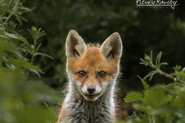 Henry's fox cub, taken in Goldington