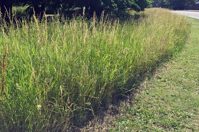 Expect to see more hedgerows and wildflower meadows in Bedford