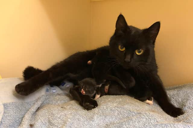This abandoned mum and kittens have all since been rehomed to loving new families