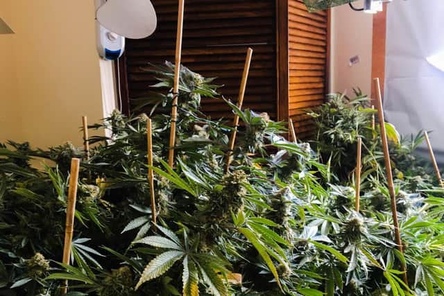 Police discover more than 100 plants in cannabis factory in Flitwick (C) Bedfordshire Police