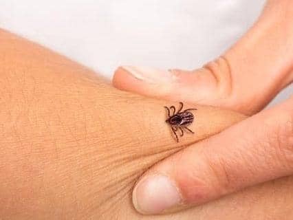 The best way to avoid a tick bite is to stick to the pathway and use insect repellent (Shutterstock)