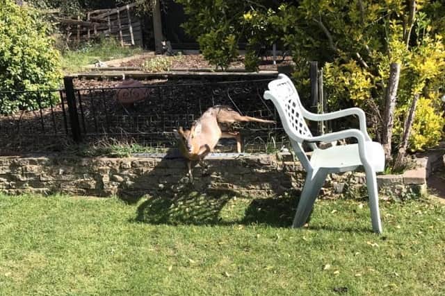 The distressed muntjac which had got stuck in a metal gate in Bedford