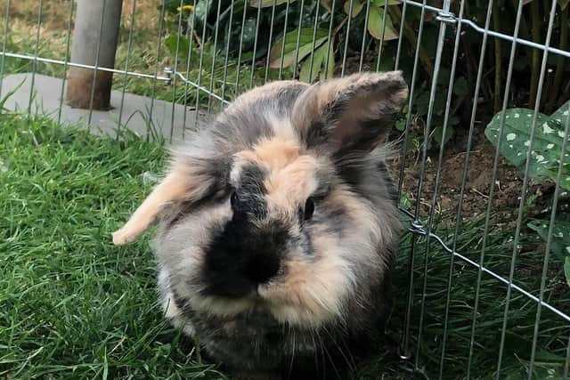 The male Lionhead rabbit was spotted by a member of the public on the side of a main road (C) RSPCA