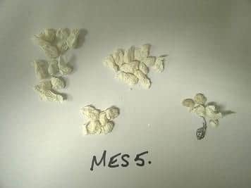 Photo of the drugs that were seized