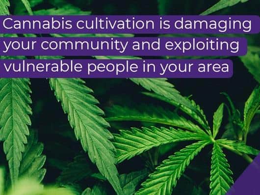 Crimestoppers launches a campaign raising awareness of residential cannabis cultivation to keep neighbourhoods safe