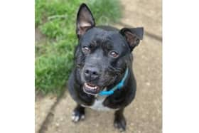 One dog looking for a home is Bruno, a six-year-old Staffordshire bull terrier cross (C) RSPCA