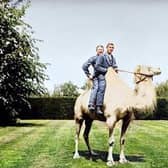 Convalescents at Wrest Park taking a camel ride on a day out - the colourised version of the photograph