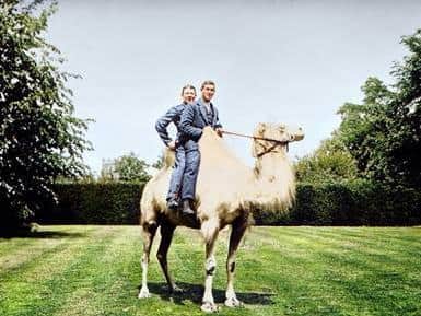 Convalescents at Wrest Park taking a camel ride on a day out - the colourised version of the photograph