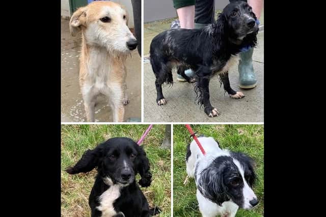 If you recognise any of these rescued dogs, call police on 101