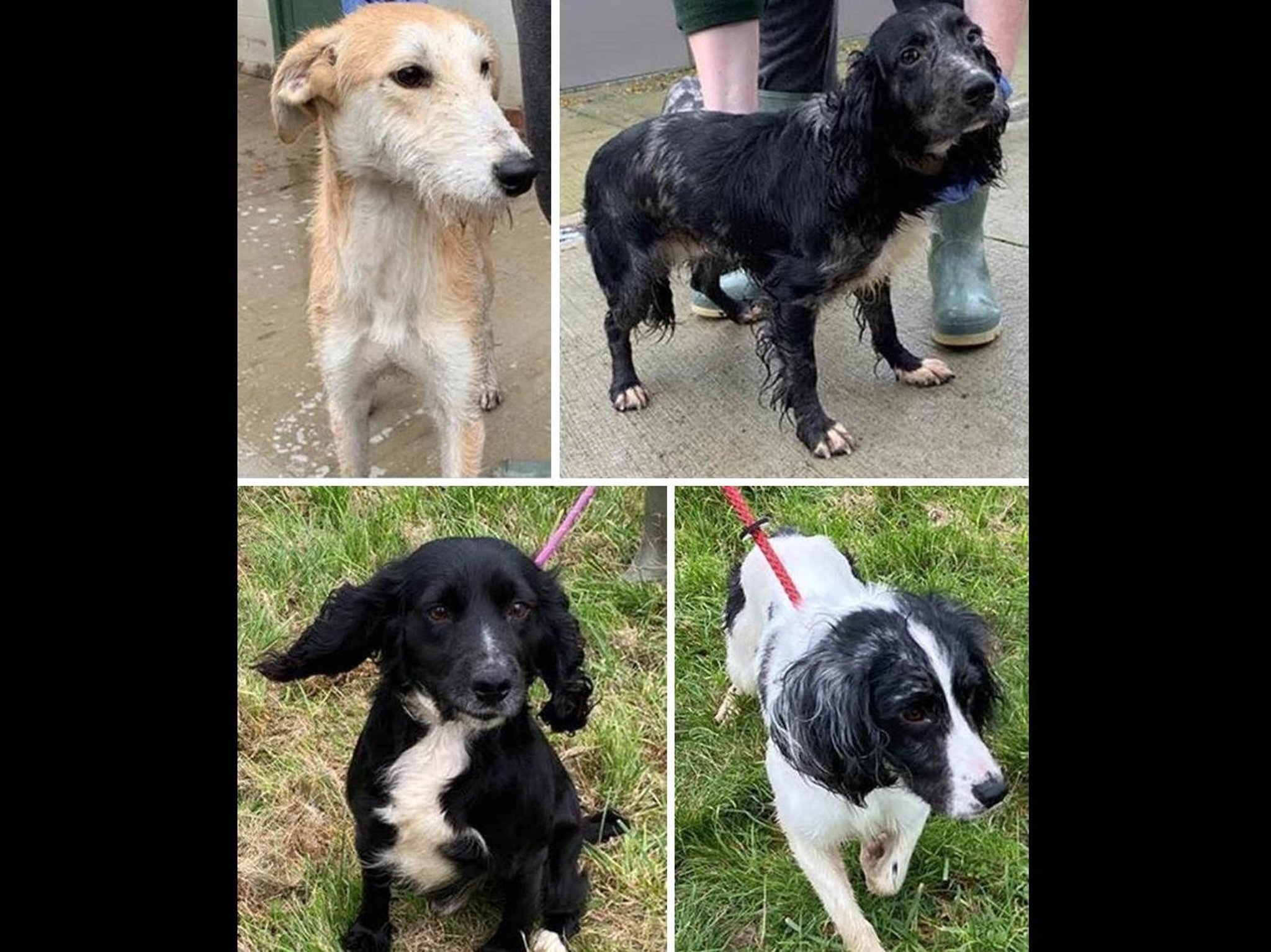 Do you recognise these 4 dogs believed to have been stolen
