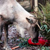 Reindeer enjoys festivities at ZSL Whipsnade Zoo (C) ZSL