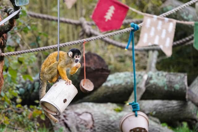 Squirrel monkeys celebrate the zoo's reopening (C) ZSL