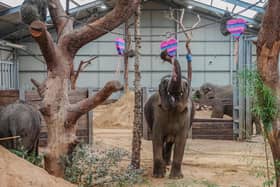 Love is in the air at ZSL Whipsnade Zoo this week, as keepers treated the Asian elephants to a Valentine’s surprise (C) ZSL