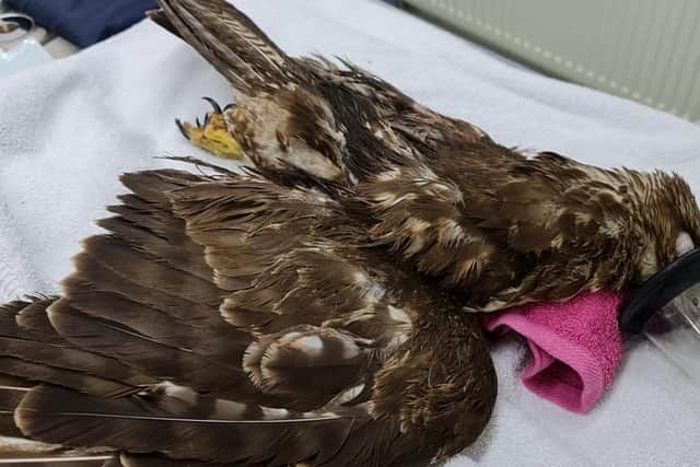 Appeal for information after bird of prey targeted