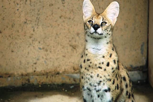 A Serval cat (Picture by Pixabay)