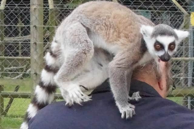 A lemur (Picture by M Dooley)