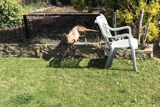 This poor muntjac was unable to escape from a back garden in Winchester Road