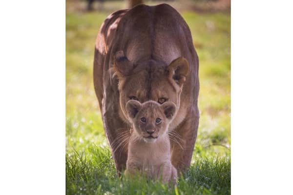 Lion Mama Zuri and her cub Kahari