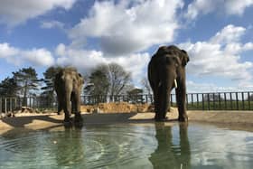 Elephants at ZSL Whipsnade Zoo, taken by Zookeepers. (C) ZSL Whipsnade Zoo