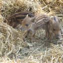Boar piglets at ZSL Whipsnade Zoo. (C) ZSL Whipsnade Zoo