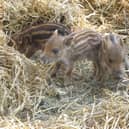 Boar piglets at ZSL Whipsnade Zoo. (C) ZSL Whipsnade Zoo