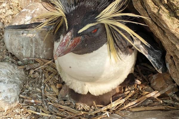 Wilfred Penguin Chick Peering from Under Mum at ZSL Whipsnade Zoo (C) ZSL Whipsnade Zoo