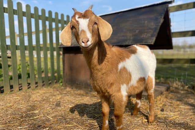 Baby goat at Herrings Green Activity Farm