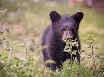 Bear cubs venture out of their den for the first time at Woburn Safari Park (C) Woburn Safari Park
