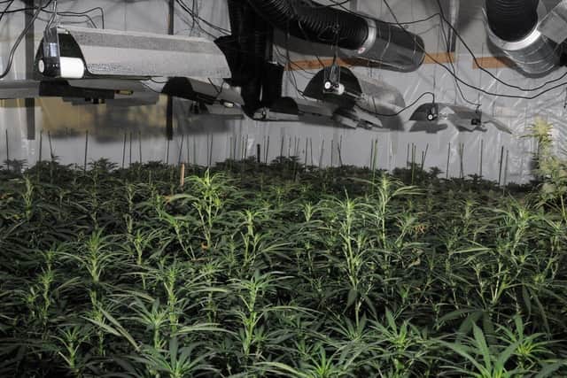 A cannabis factory (Picture courtesy of North Beds Police)