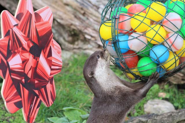'Otter joy’ at Christmas baubles