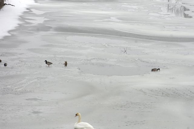 Birds on the frozen Maud Foster drain.