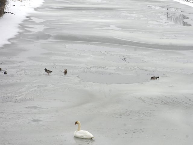 Birds on the frozen Maud Foster drain.