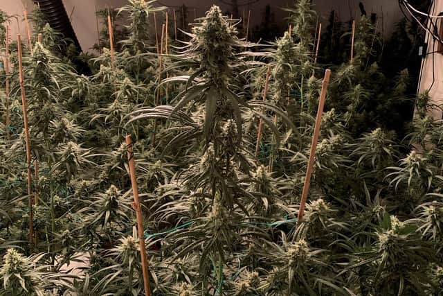 The drugs factory had the potential to create more than £500,000 worth of the cannabis each year
