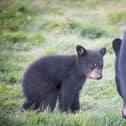 The cubs will be allowed to roam outside as soon as they are big enough